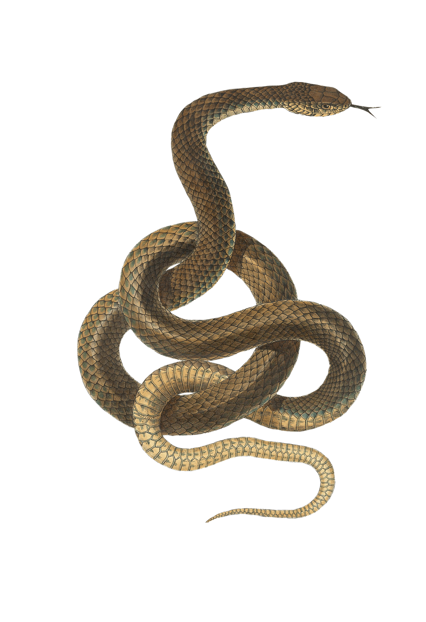 Snake Light Brown transparent PNG.