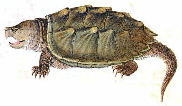 Snapping turtle clipart.