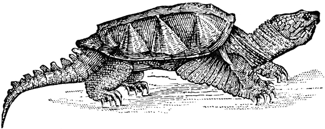 Alligator snapping turtle clipart.