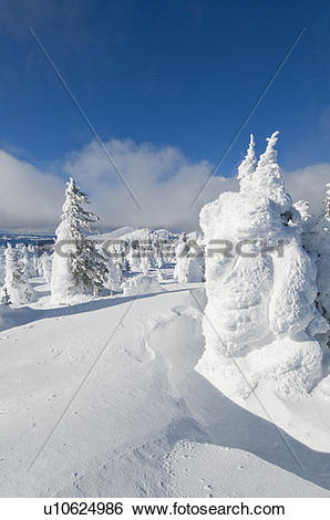 Stock Images of Snow ghosts at the top of Sun Peaks Ski Resort.