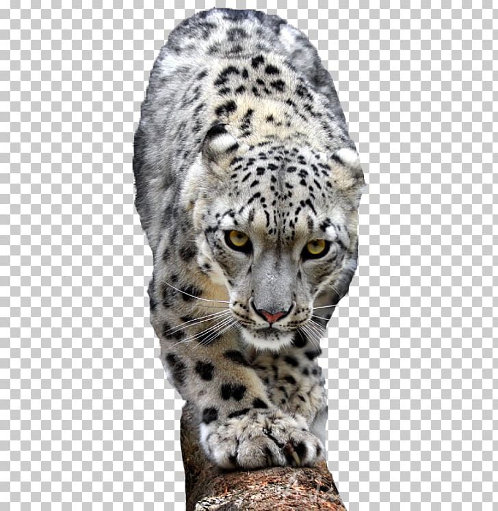 Snow Leopard Lion Cheetah Tiger PNG, Clipart, Animal.