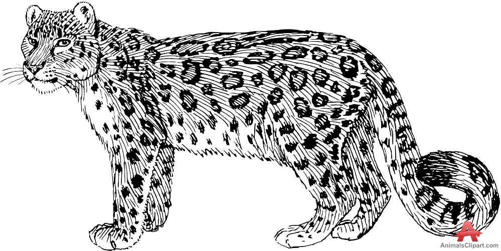 Snow leopard clipart.