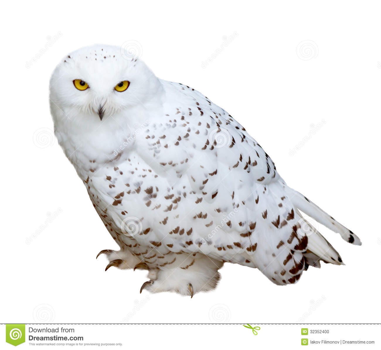 Free Free 346 Snowy Owl Svg SVG PNG EPS DXF File