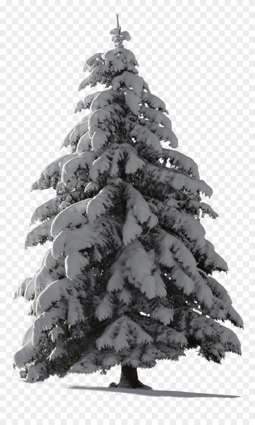 Snow Pine Png For Free Download On.