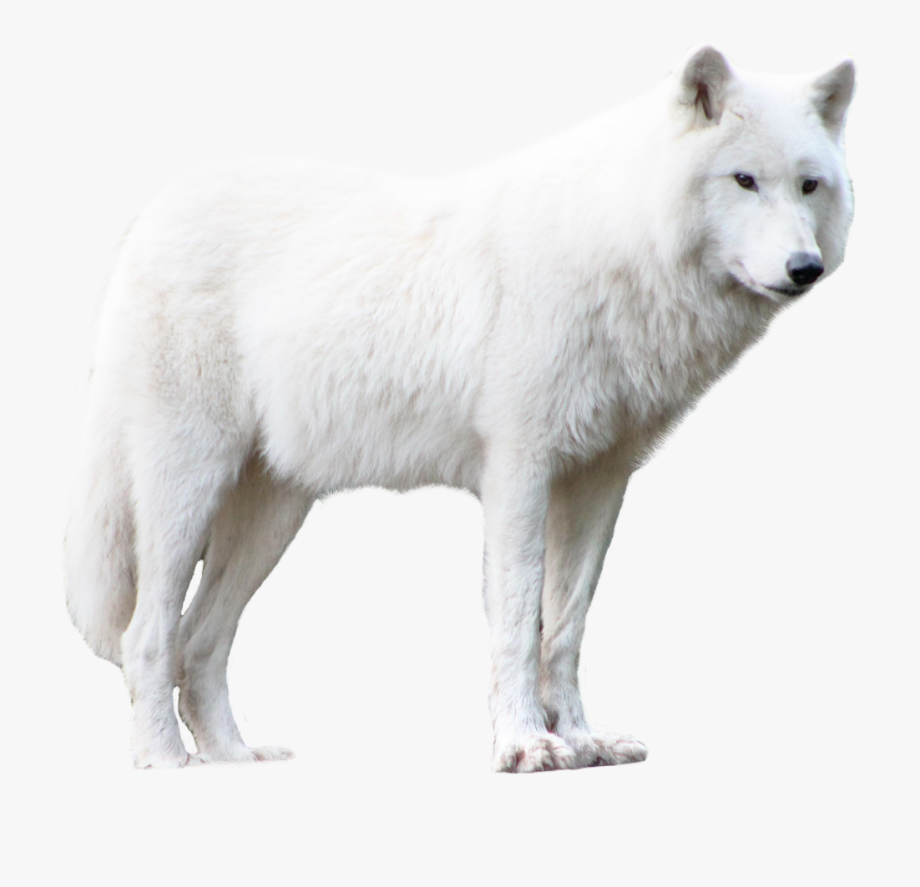 wolf #arcticwolf #whitewolf #wolfpack #wolfs #snowwolf.
