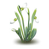 Snowdrop Clip Art and Stock Illustrations. 297 snowdrop EPS.