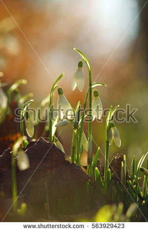 Clumps Of Snow Stock Images, Royalty.