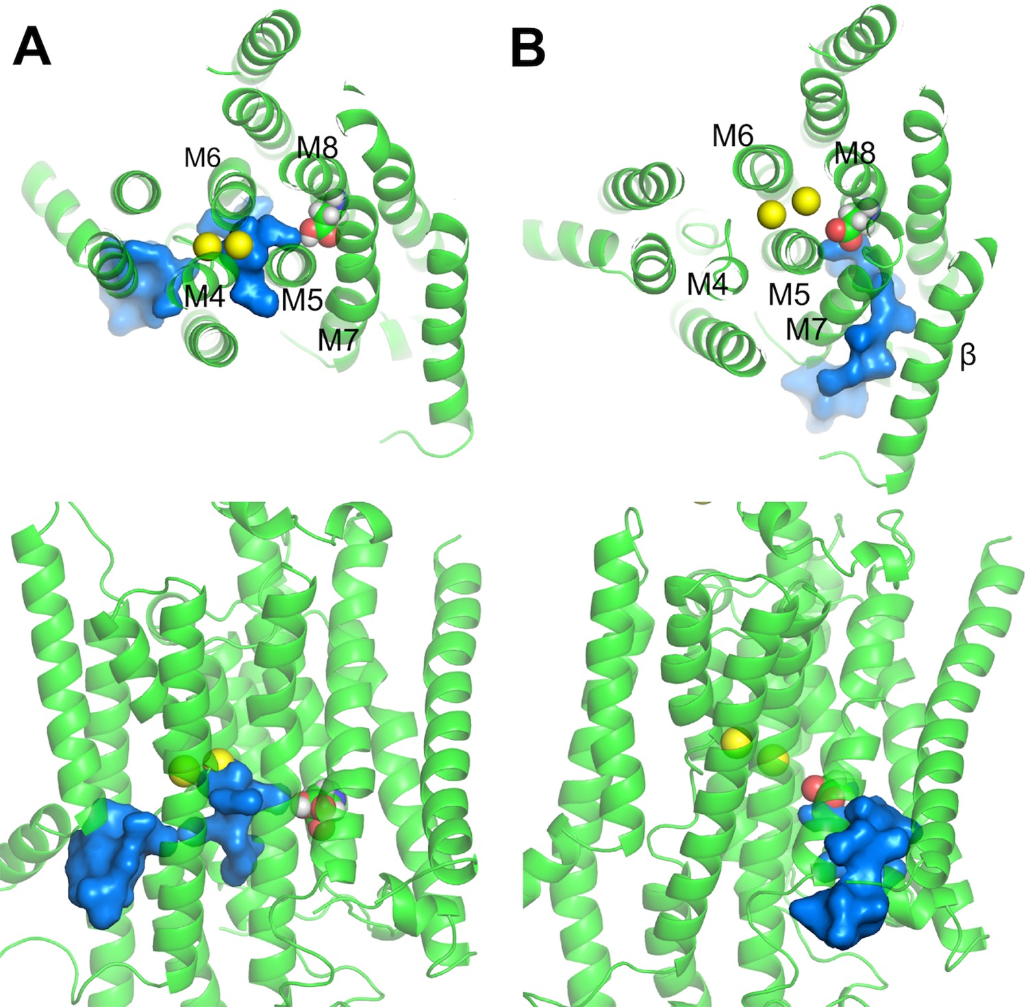 The selectivity of the Na+/K+.