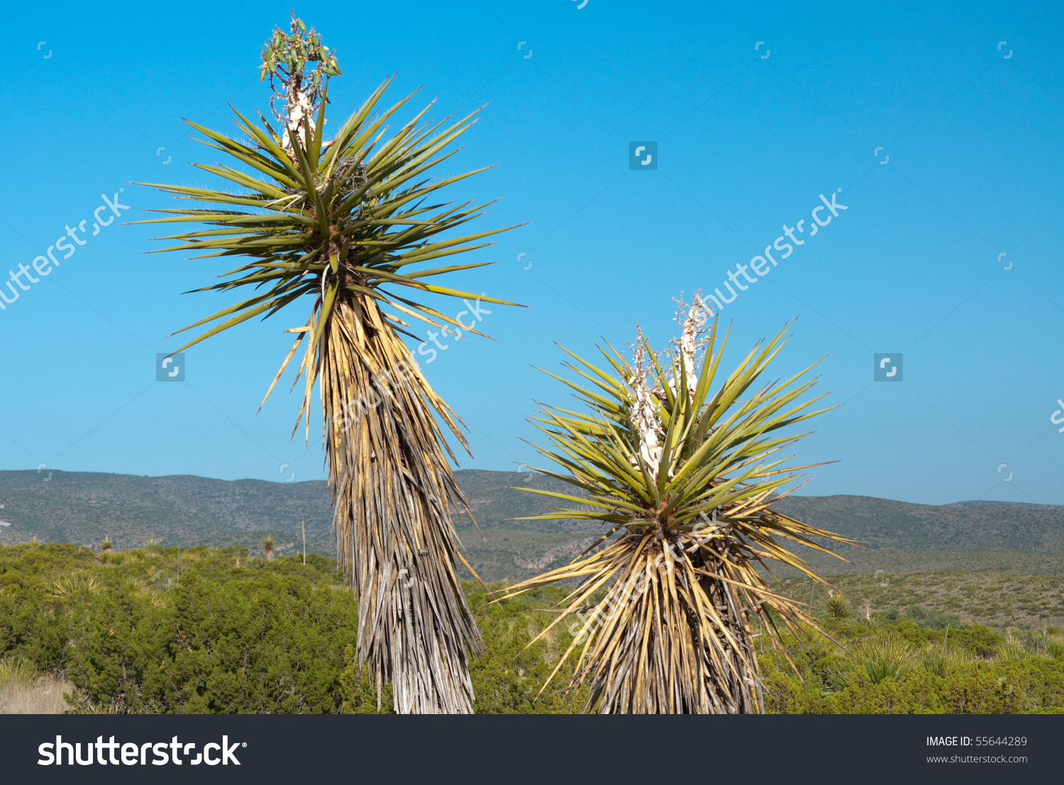 Soap Tree Yucca Stock Photo 55644289 : Shutterstock.