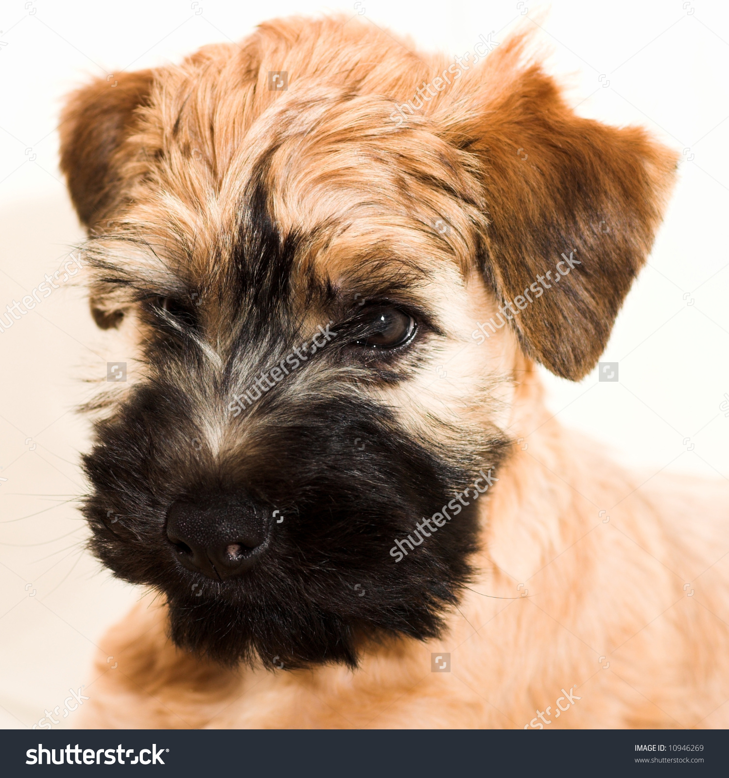 Irish Soft Coated Wheaten Terrier Small Stock Photo 10946269.