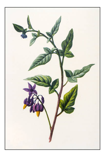 Solanum Clip Art, Vector Images & Illustrations.