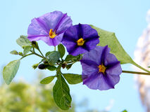 Solanum Rantonnetii (Species: Lycianthes Rantonnetii), Flowerin.