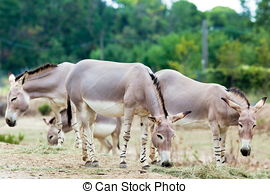 Pictures of Somali wild donkey (Equus africanus) on white.