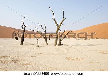 Stock Photography of Dead camel thorn trees (Acacia erioloba) in.
