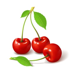 Sour cherry clipart 20 free Cliparts | Download images on Clipground 2024