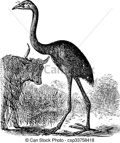 Vector Clip Art of South Island Giant Moa or Dinornis giganteus.