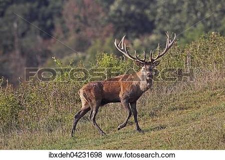 Pictures of Red deer (Cervus elaphus), during rut, southern.