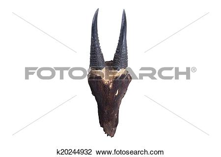 Stock Photo of head skull of head skull of Southwest china serow.