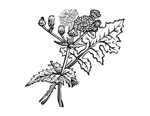 Sow Thistle Clip Art, Vector Images & Illustrations.