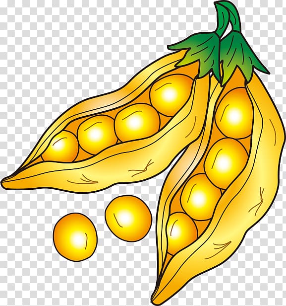 Soybean Drawing, pea transparent background PNG clipart.