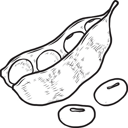 Soybean Clipart.