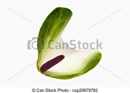 Pictures of White and Green Spathe of Anthurium Flower with Pink.