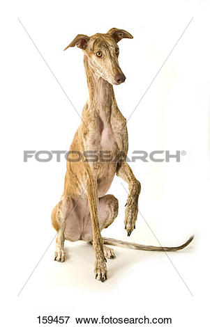 Picture of l Spanish greyhound dog.