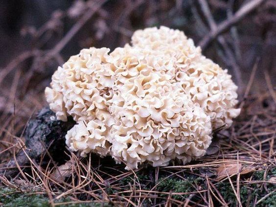 Cauliflower Mushroom (Sparassis crispa).