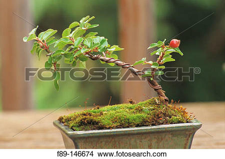 Stock Photo of Cotoneaster ?Skogholm? bonsai f89.