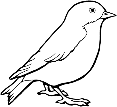 Sparrow coloring page.