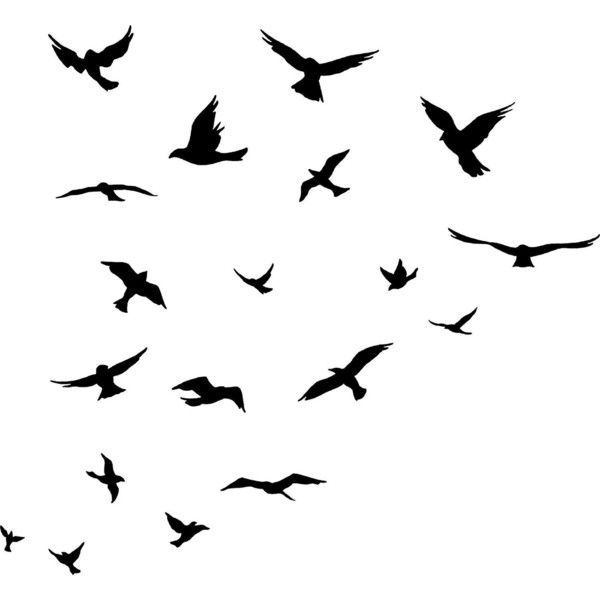 Sparrow Overlay Clipart No Background Silhouette 20 Free Cliparts