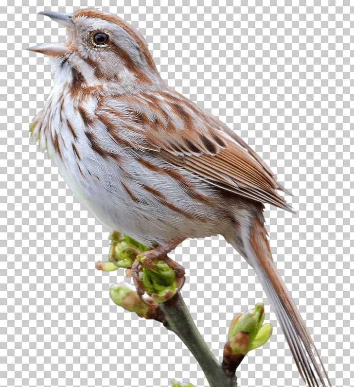 Sparrow PNG, Clipart, Sparrow Free PNG Download.