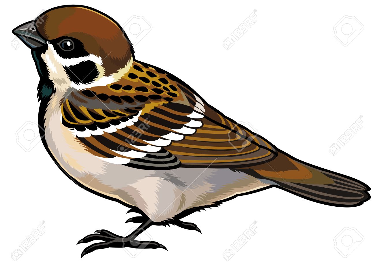 5,505 Sparrow Cliparts, Stock Vector And Royalty Free Sparrow.