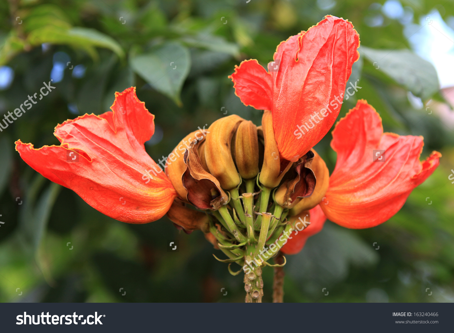 African Tulip Tree, Fire Bell, Fouain Tree, Flame Of The Forest.