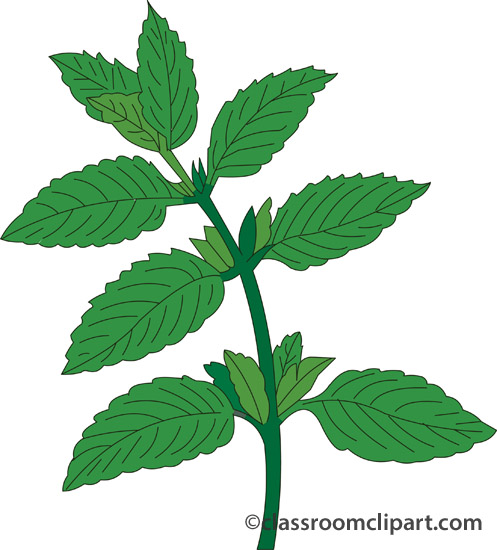 Spear mint clipart 20 free Cliparts | Download images on Clipground 2022