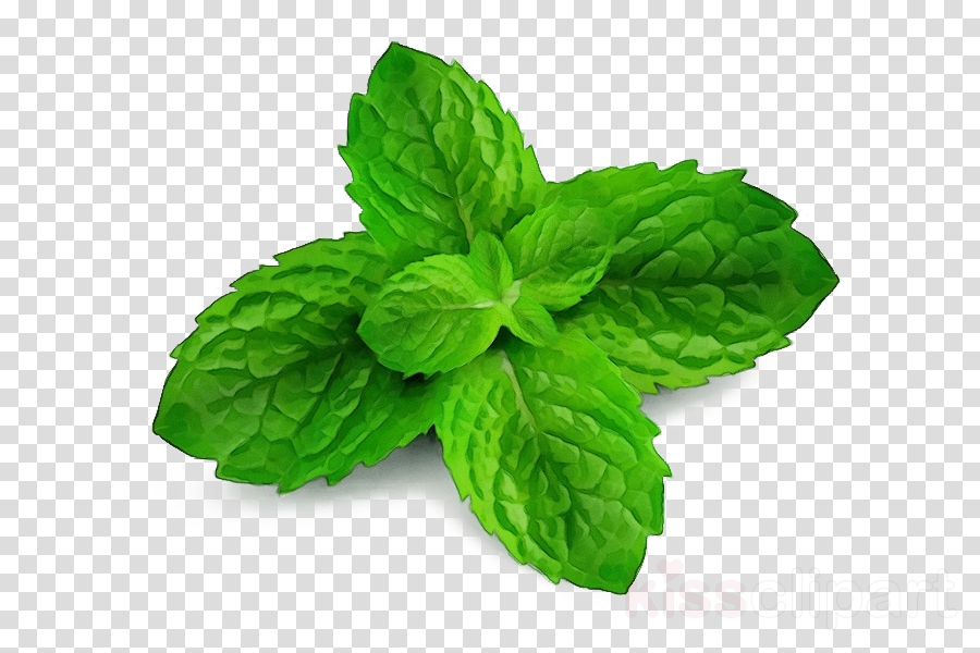 leaf plant mint herb spearmint clipart.