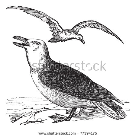 Laridae Stock Vectors & Vector Clip Art.