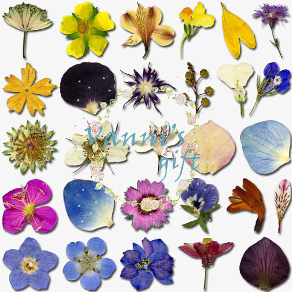 72 Petal Flower Plant Specimens Wedding Digital Download.