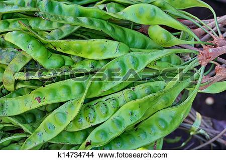 Stock Photo of Stink Bean (Parkia speciosa) k14734744.