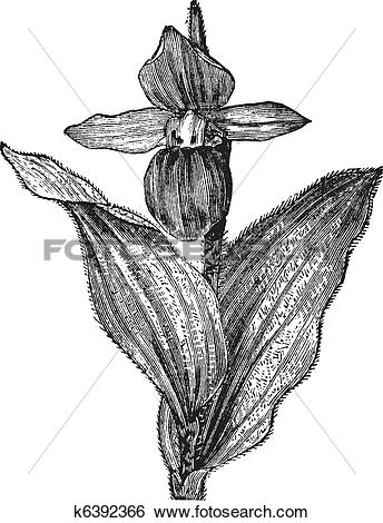 Clip Art of Lady's Slipper Orchid or Lady Slipper Orchid or.