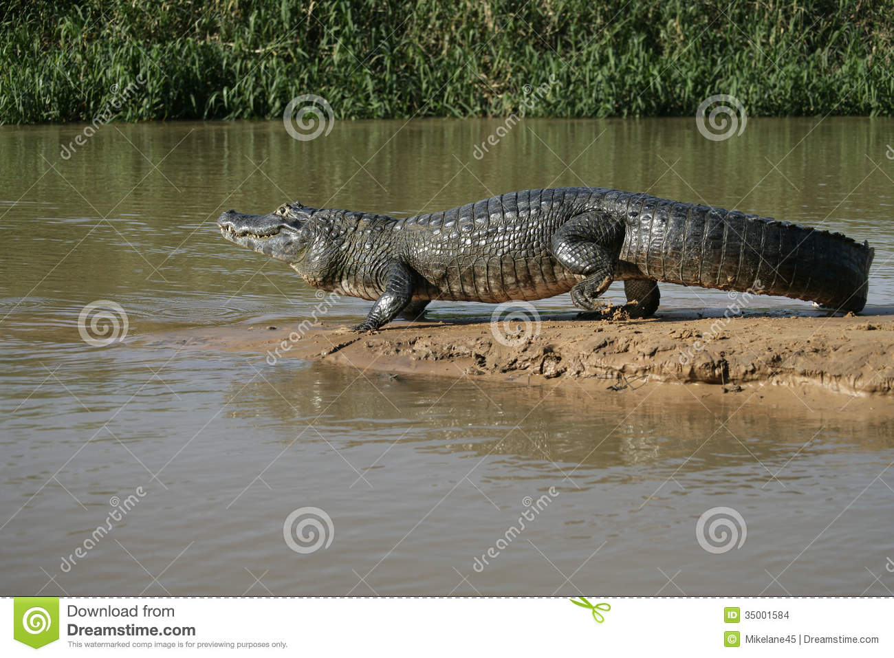 Spectacled Caiman, Caiman Crocodilus Stock Images.