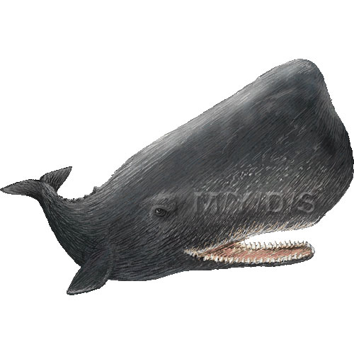 Sperm Whale clipart graphics (Free clip art.