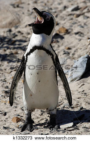 Stock Photo of african penguin spheniscus demersus k1332273.
