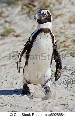 Stock Photo of African penguin (spheniscus demersus) at the.