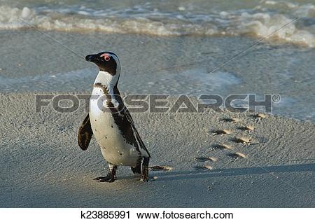 Stock Photography of Walking African penguin (spheniscus demersus.