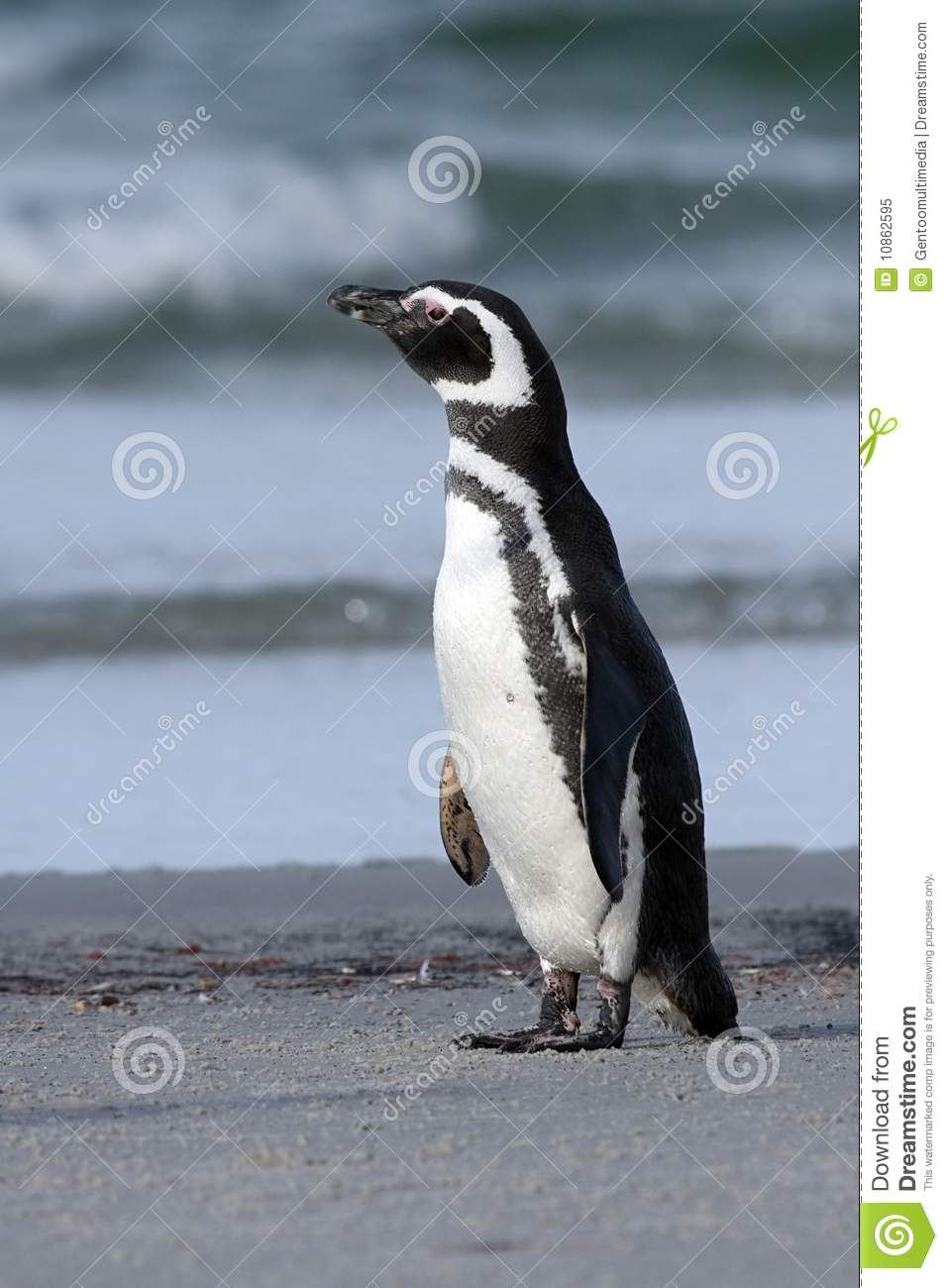 Magellanic Penguin (Spheniscus Magellanicus) Royalty Free Stock.