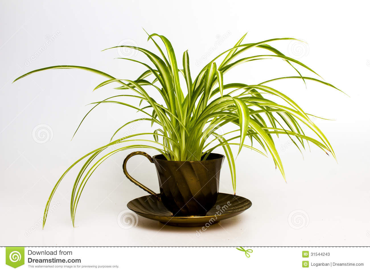 Spider Plant In Retro Tea Cup Stock Photos.