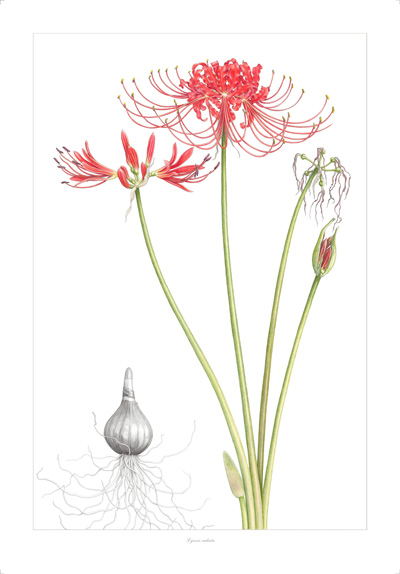 Lycoris radiata, or red spider lily, were said in Japan to line.
