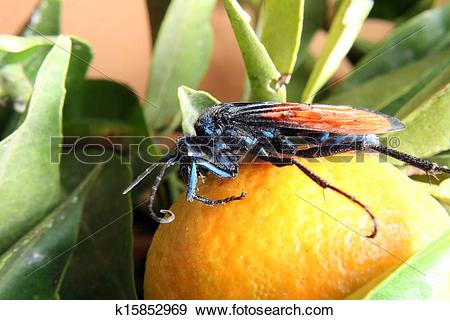 Stock Photograph of Tarantula Hawk Spider Wasp on Fruit k15852969.