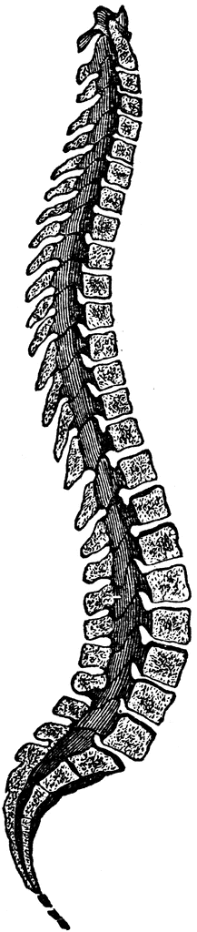 The Spinal Column.